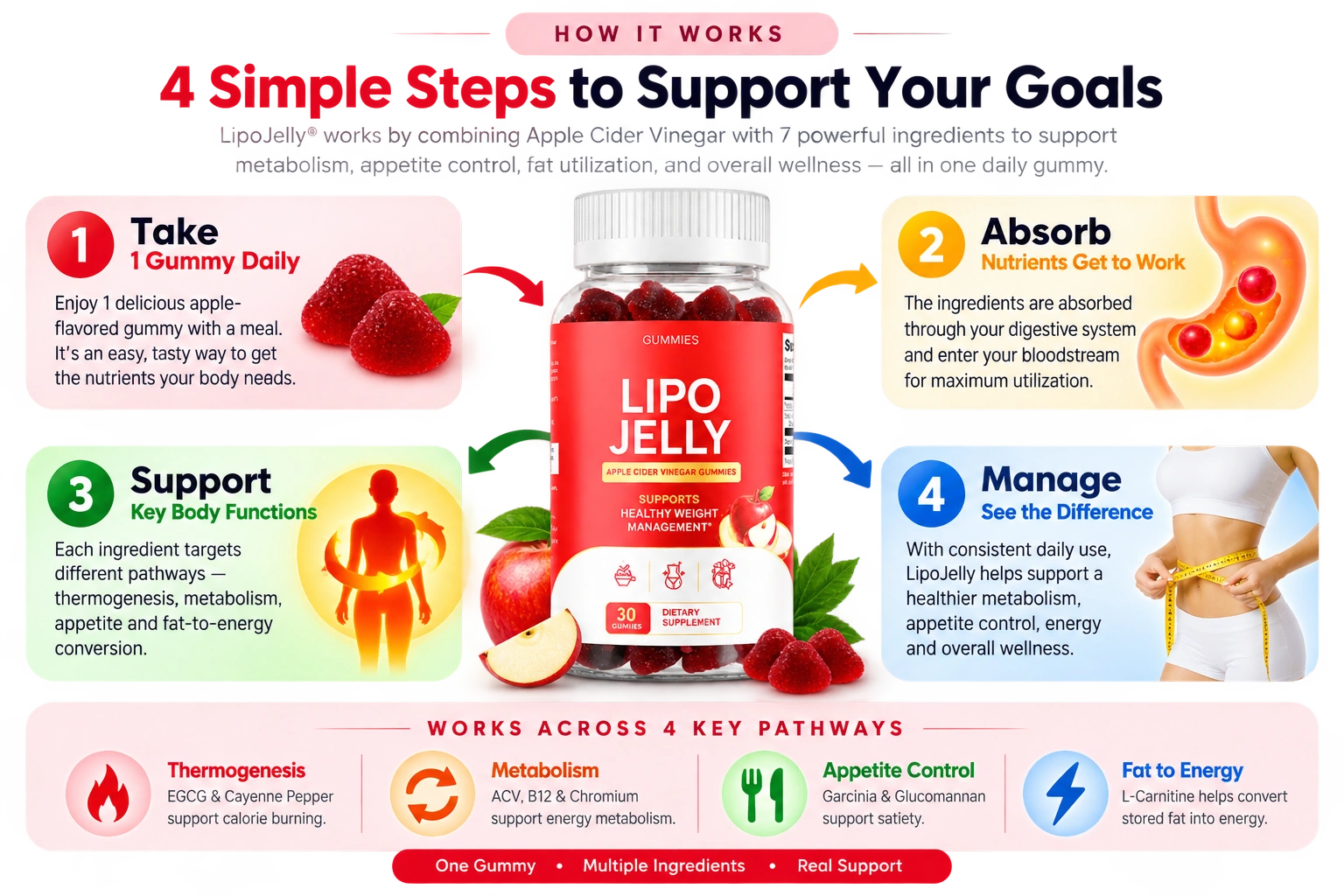 How LipoJelly works: take, absorb, support, manage